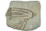 Two Fossil Crinoids (Decadocrinus) - Crawfordsville, Indiana #359211-1